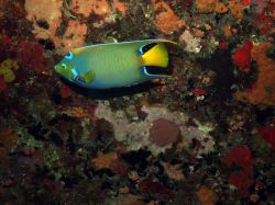 Queen Angelfish